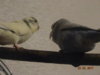 DSC01318.JPG