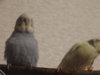 DSC01320.JPG