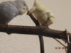 DSC01321.JPG