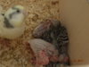 DSC01323.JPG