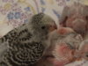 DSC01333.JPG