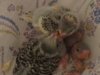 DSC01337.JPG