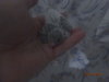 DSC01351.JPG