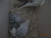DSC01376.JPG