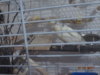 DSC01382.JPG