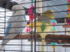 DSCN9950.JPG