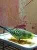 WhatsApp Image 2017-02-28 at 21.41.28.jpeg