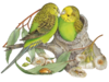 pticy4.png