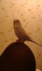 IMG-20170303-WA0009.jpg