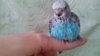 IMG_20170316_121855.jpg
