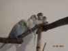 DSC01436.JPG