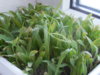 DSCN8160.JPG