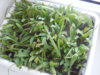DSCN8161.JPG