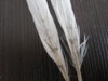 DSCN8199.JPG