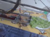 DSC01549.JPG