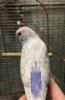 IMG_20170409_083604.jpg
