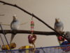 DSC01619.JPG