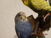 DSC01611.JPG