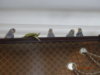 DSC01617.JPG