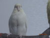 DSC01632.JPG