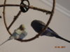 DSC01597.JPG