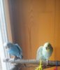 IMG_20170423_113001_143.jpg