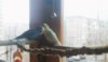IMG_20170423_112430_274.jpg