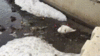 lebed.gif