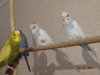 DSC01713.JPG