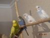 DSC01714.JPG