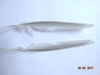 DSC01747.JPG
