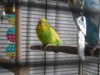 DSCN8468.JPG