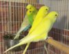 IMG-20170511-WA0045.jpeg