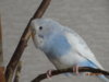 DSC01786.JPG