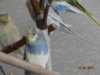 DSC01795.JPG