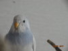 DSC01805.JPG