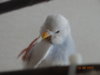 DSC01791.JPG