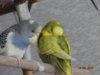 DSC01785.JPG
