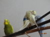 DSC01806.JPG