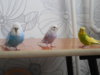 DSCN8700.JPG