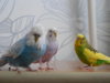 DSCN8704.JPG