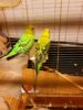 IMG-20170518-WA0042.jpg