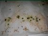 IMG-20170520-WA0000.jpg