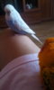 IMG-20170523-WA0079.jpeg
