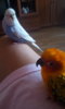 IMG-20170523-WA0081.jpeg
