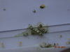 DSC01833.JPG
