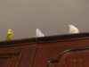 DSC01870.JPG