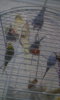 IMG-20170603-WA0024.jpeg