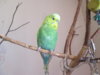 IMG_2621 - копия.JPG