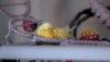 _DSC4192@0,25x.jpg
